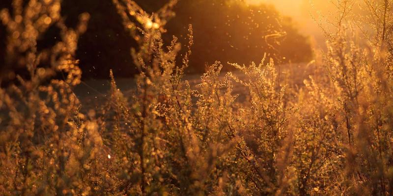 AI与太空探索：气候变化下农业科技的未来趋势预测