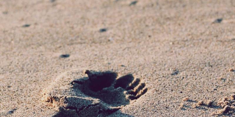 Future Trends: How Ambient Intelligence (AmI) is Creating a Seamless, Unconscious Smart Life