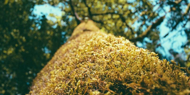 Tech Forecast 2024：人形机器人产业化如何重塑劳动力市场与太空探索