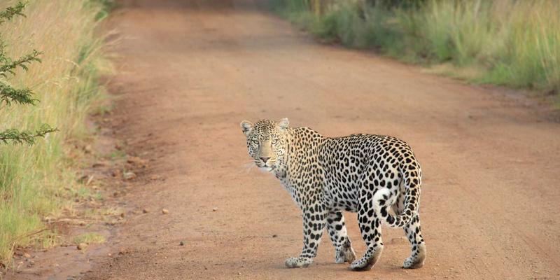 从太空探索到生物技术：绿色氢能的未来趋势与能源转型挑战