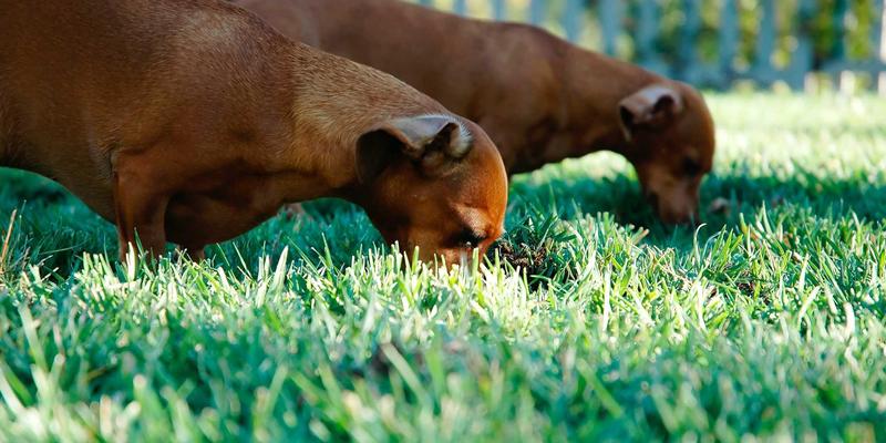 技术预测：合成生物学的数字未来——从基因电路设计到医药材料革命